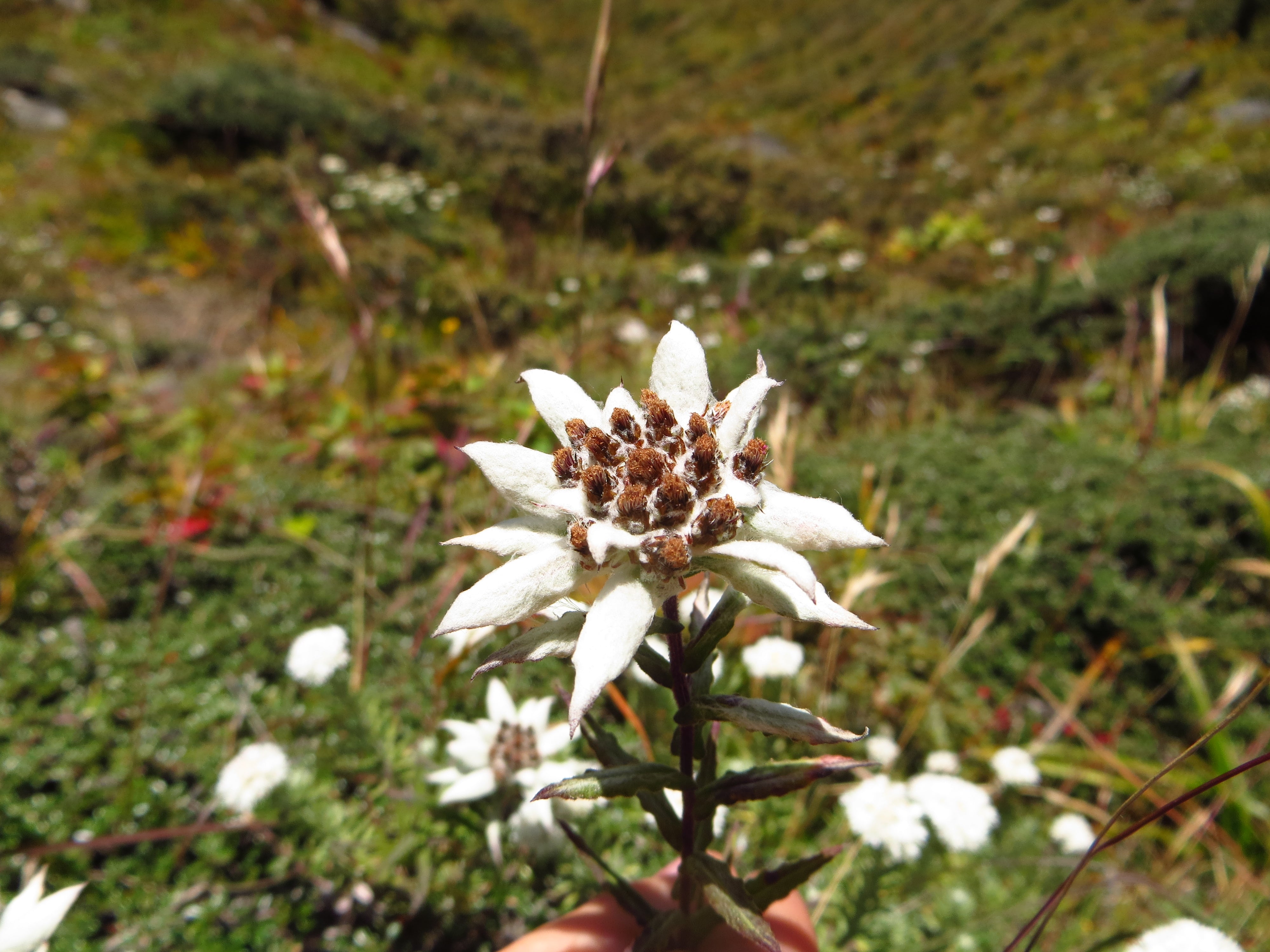 Edelweiss de pie y mano